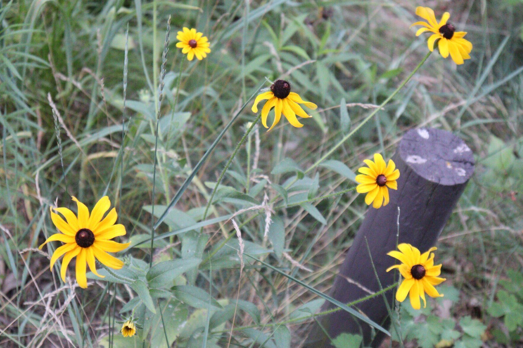 Mill Bluff State Park